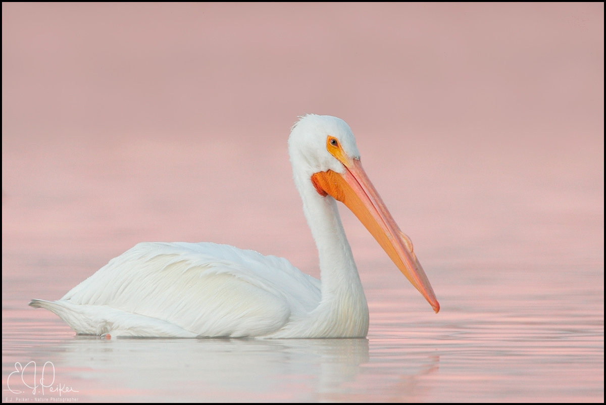 White Pelican, Arizona