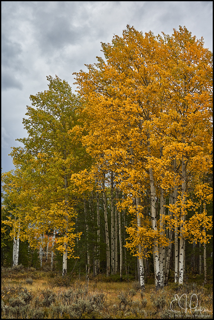 Fall Foliage, Grand Teton NP
