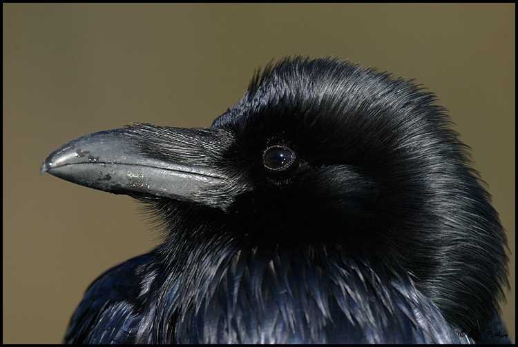Common Raven, Banff NP, AB