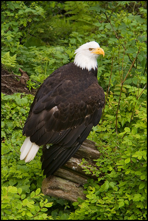 Bald Eagle,Sitkar, AK