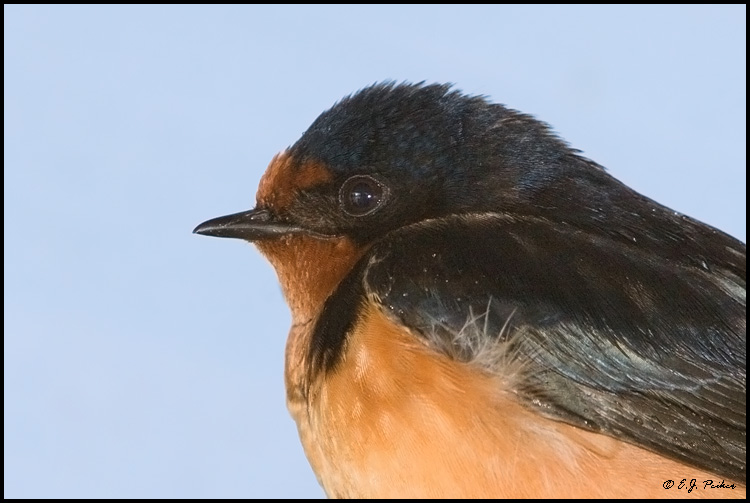 Barn Swallow, Juneau, AK