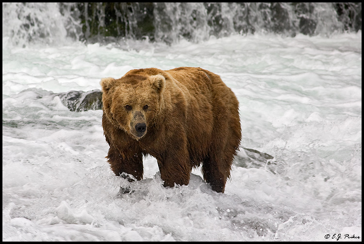 Brown Bear, Katmai, AK