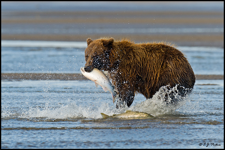 Brown Bear, Lake Clark NP, AK