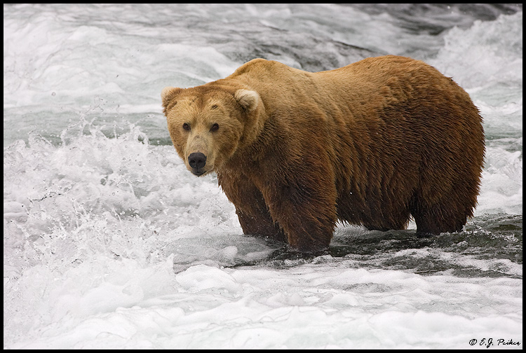 Brown Bear, Katmai, AK