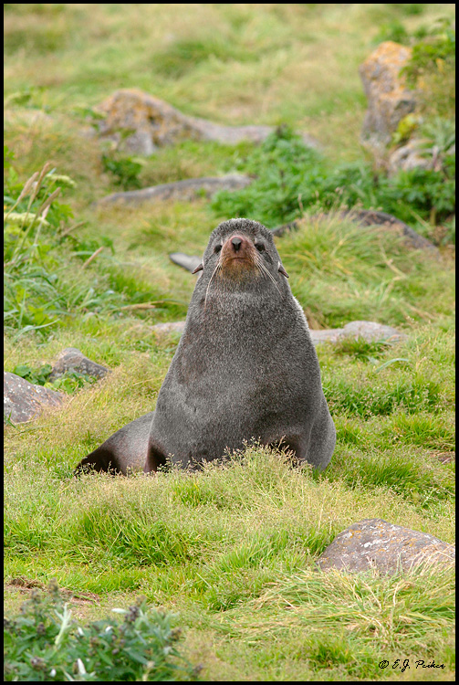 Northern Fur Seal, Saint Paul, AK