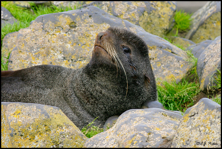 Northern Fur Seal, Saint Paul, AK
