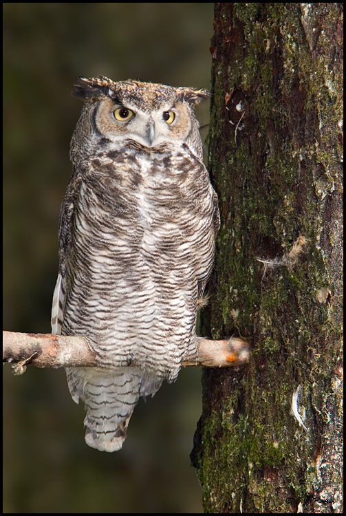 Great-horned Owl, Sitka, AK