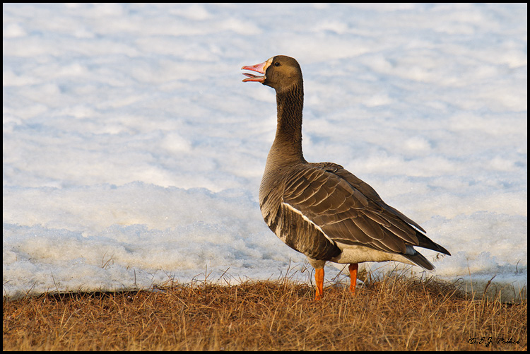 Greater White-fronted Goose, Barrow, AK