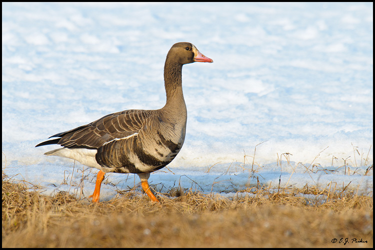 Greater White-fronted Goose, Barrow, AK