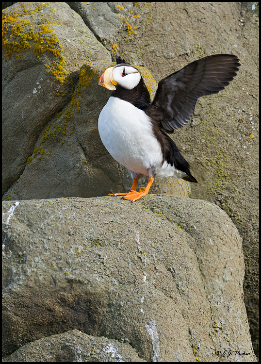 Horned Puffin, Cook Inletl, AK