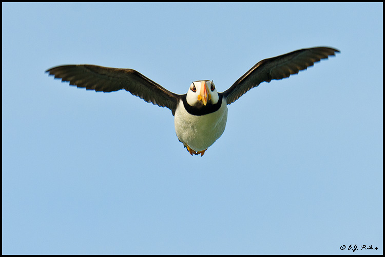 Horned Puffin, Cook Inletl, AK