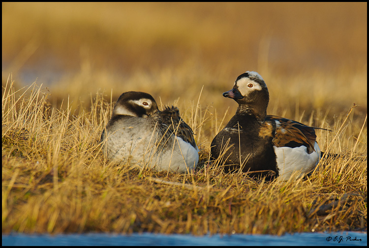 Long-tailed Duck, Barrow, AK