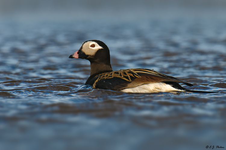 Long-tailed Duck, Barrow, AK