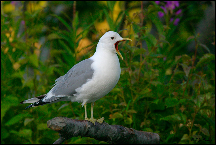 Mew Gull, Saint Paul, AK