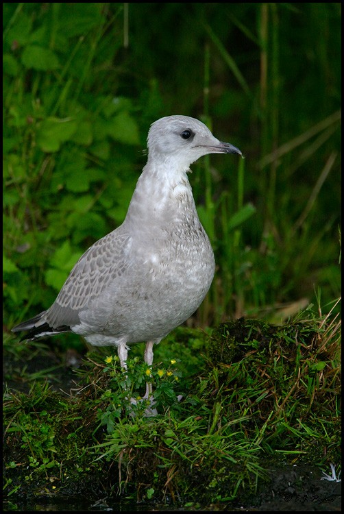 Mew Gull, Saint Paul, AK