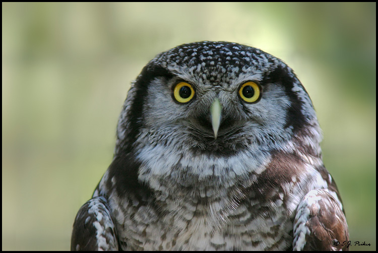 Northern Hawk Owl, Anchorage, AK (captive)