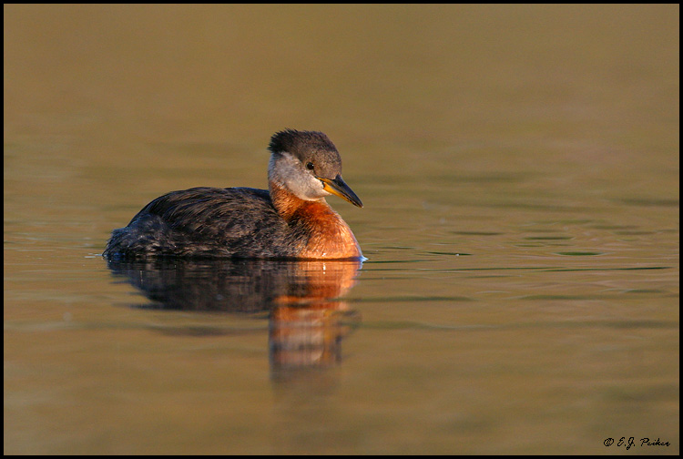 Red-necked Grebe, Anchorage, AK