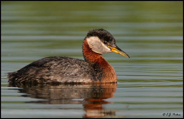 Red-necked Grebe, Anchorage, AK
