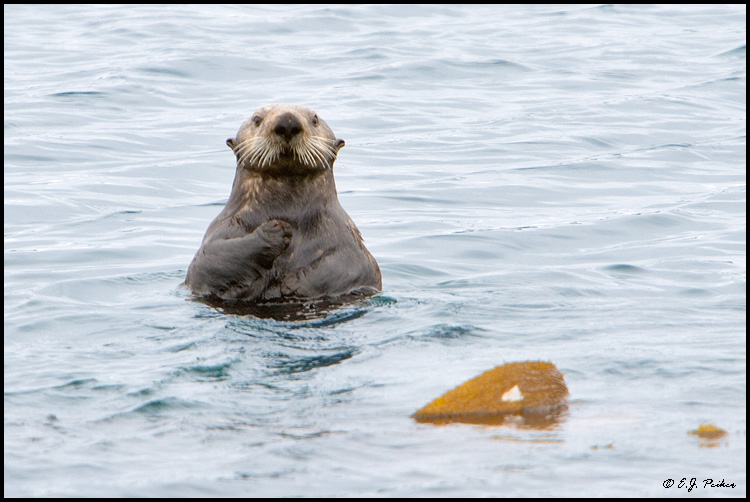 Sea Otter, Sitka Sound, AK