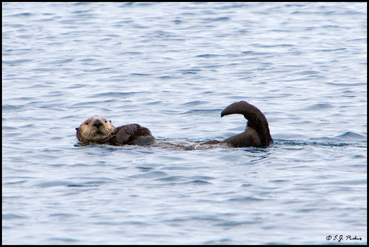 Sea Otter, Sitka Sound, AK