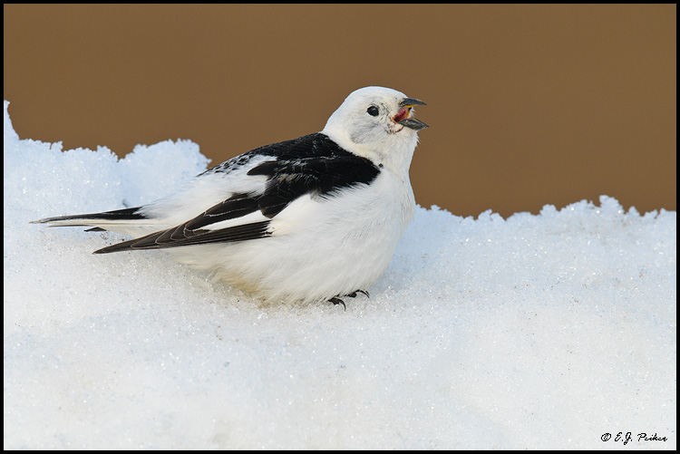 Snow Bunting, Barrow, AK