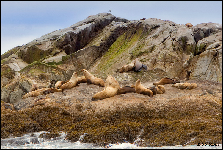 Steller Sea Lion, Sitka Sound, AK