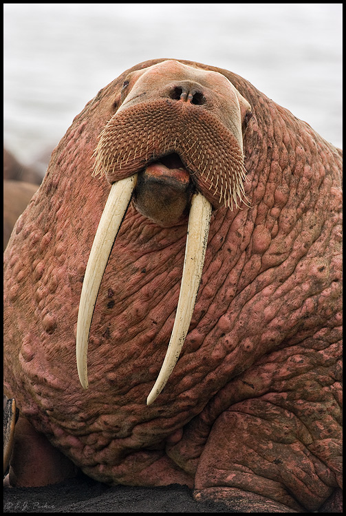 Walrus, Aleutians, AK