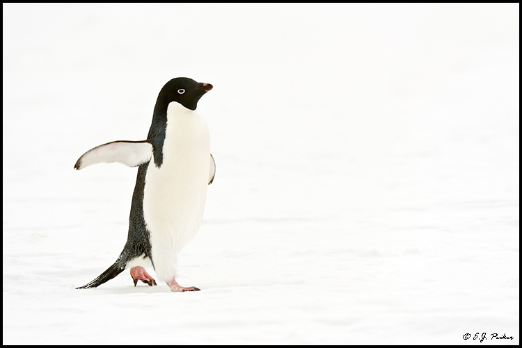 Adelie Penguin, Antarctica