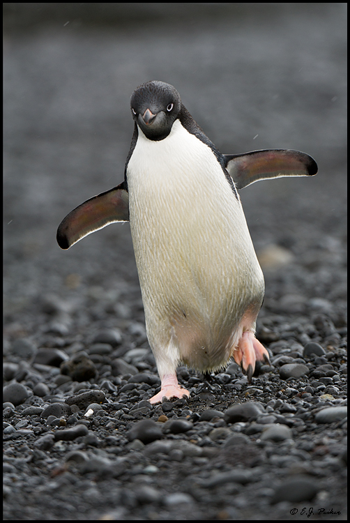 Adelie Penguin Page