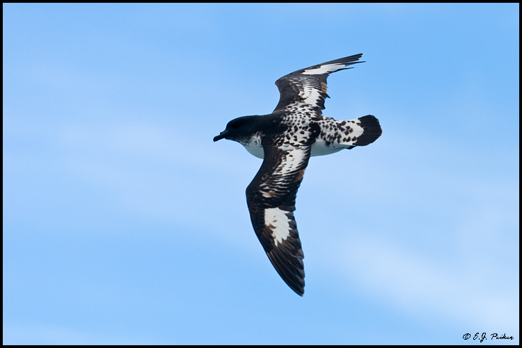 Cape Petral (Pigeon, Pintado), Drake Passage