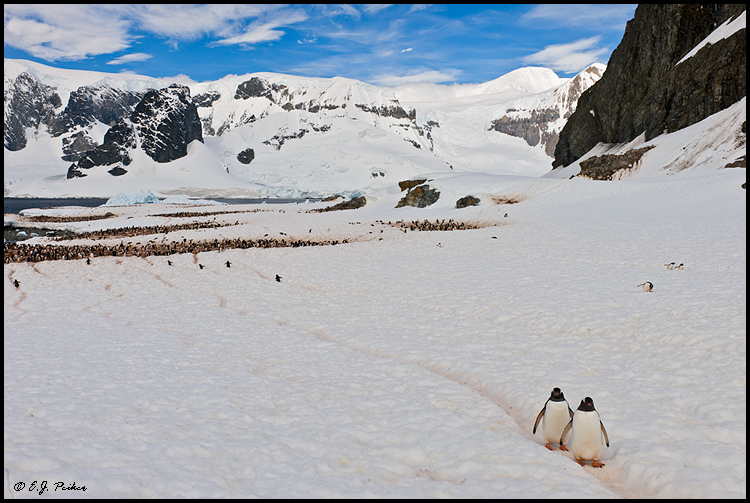 Gentoo Penguin, Antarctica
