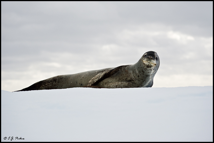 Leopard Seal, Antarctica
