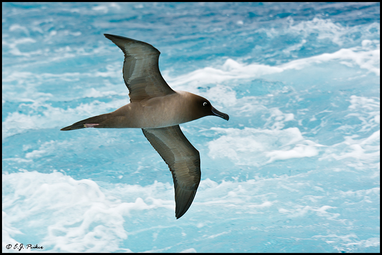 Light-mantled Sooty Albatross, Drake Passage