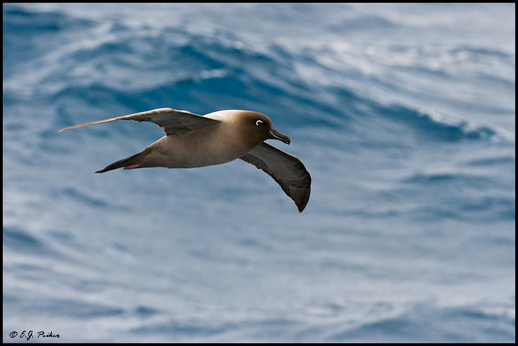 Light-mantled Sooty Albatross, Drake Passage