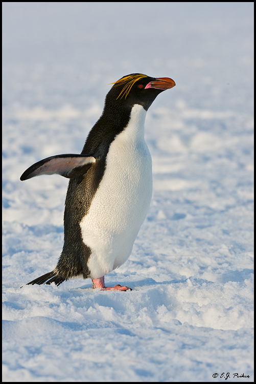 Chinstrap Penguin, Antarctica