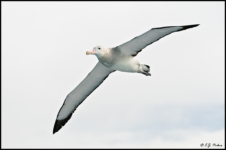 Wandering Albatross, Drake Passage