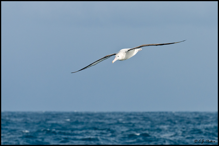 Wandering Albatross, Drake Passage