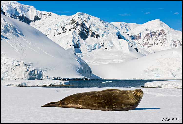 Weddell Seal, Antarctica