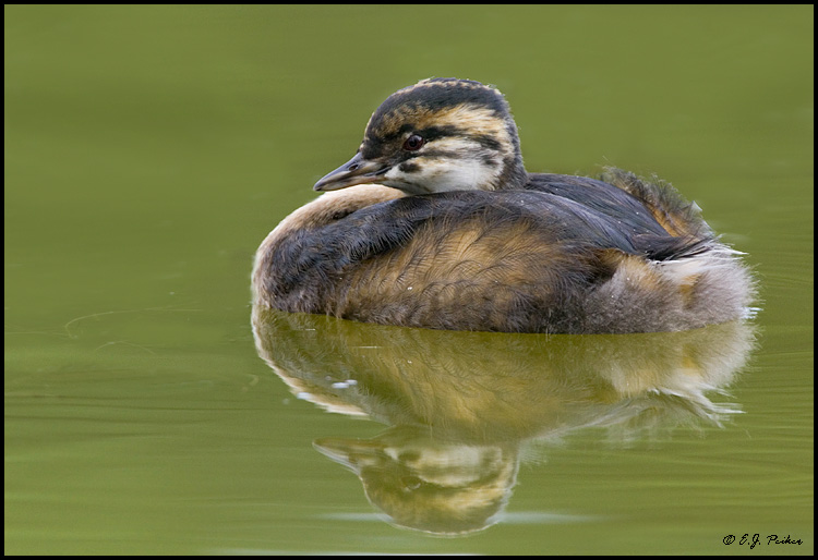 White-tufted Grebe, Buenos Aires, Argentina