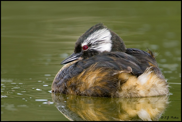 White-tufted Grebe, Buenos Aires, Argentina