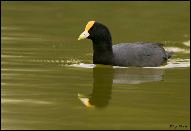 White-winged Coot, Buenos Aires, Argentina