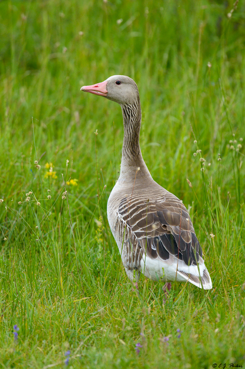 Graylag Goose, Austria
