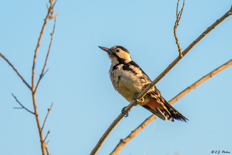 Syrian Woodpecker, Austria