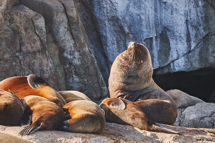 Brown Fur Seal, Tasmania