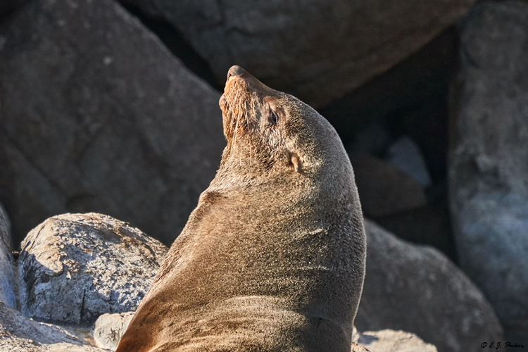 Brown Fur Seal, Tasmania