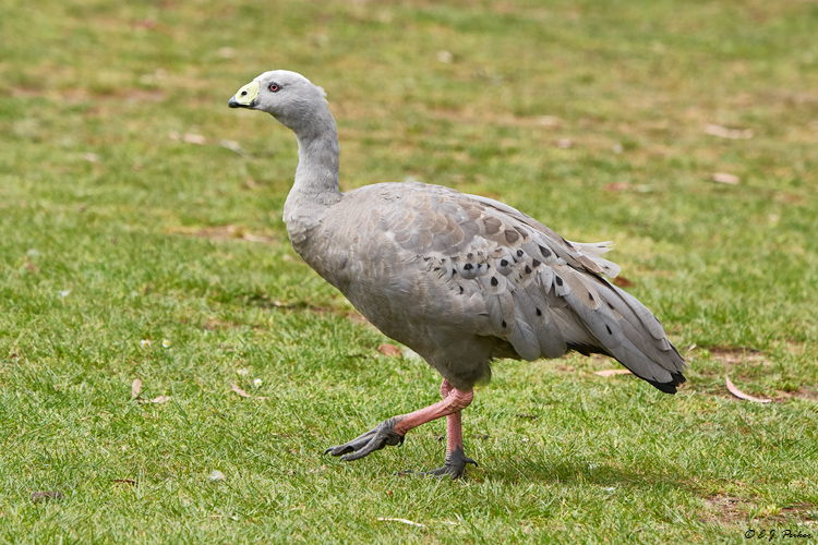 Cape Barren Goose, Tasmania