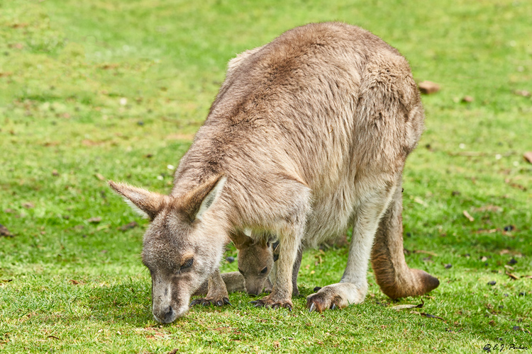 Eastern Gray Kangaroo, Tasmania