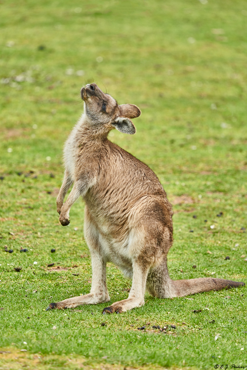 Eastern Gray Kangaroo, Tasmania