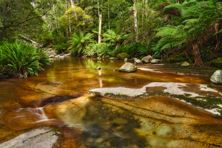 Liffey Falls Reserve, Tasmania