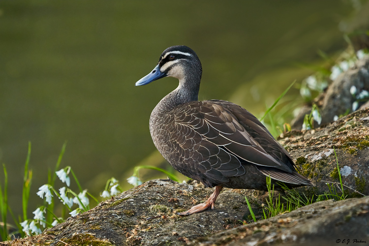 Pacific Black Duck (Gray Duck), Tasmania